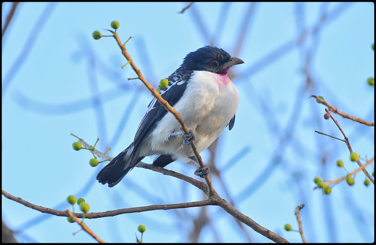 Purple-throated Cotinga - ML621848213