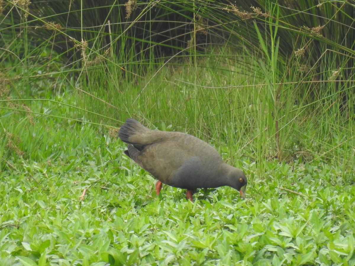 Black-tailed Nativehen - ML621848223