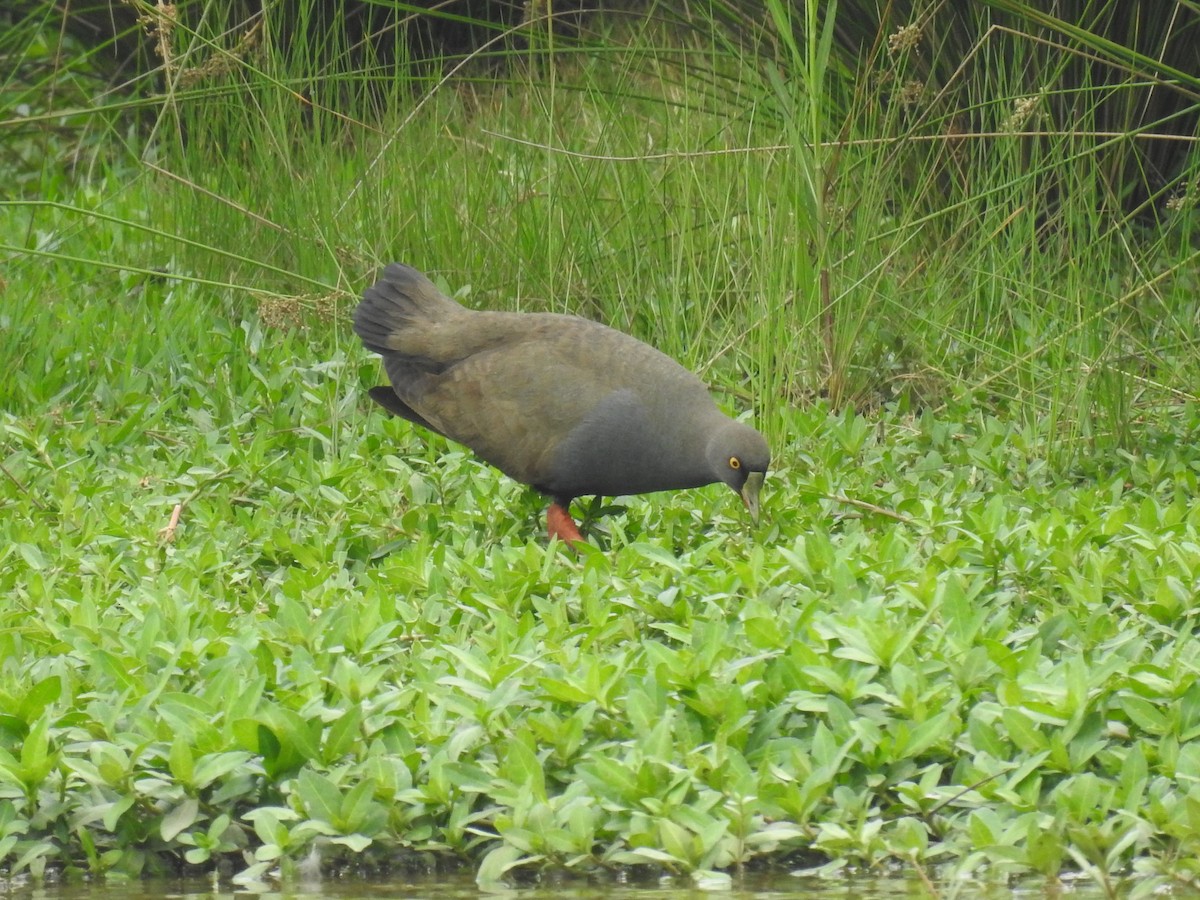 Black-tailed Nativehen - ML621848225