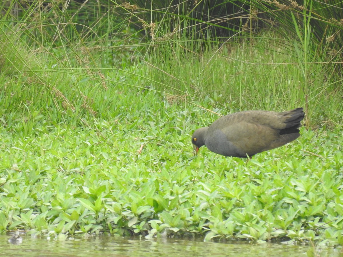 Black-tailed Nativehen - ML621848226