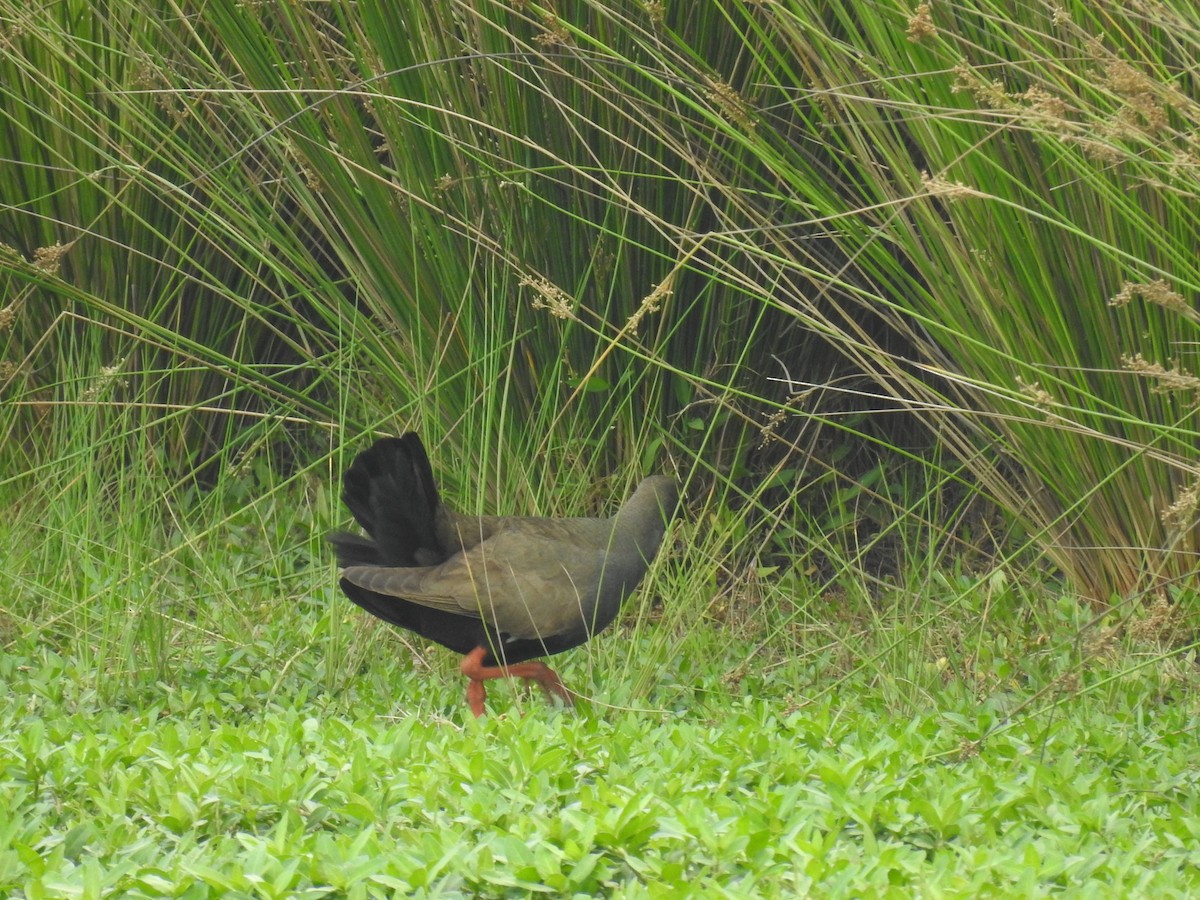Black-tailed Nativehen - ML621848227