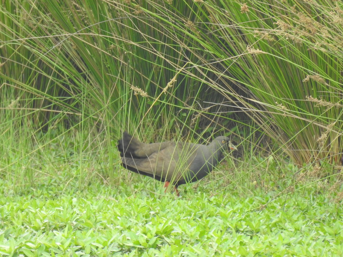 Black-tailed Nativehen - ML621848228