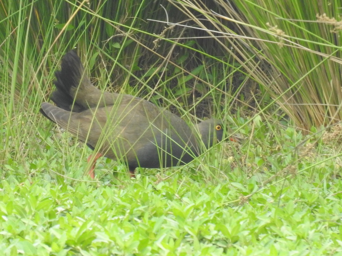 Black-tailed Nativehen - ML621848229