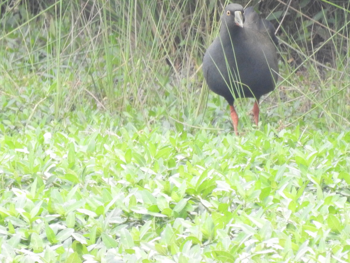 Black-tailed Nativehen - ML621848230