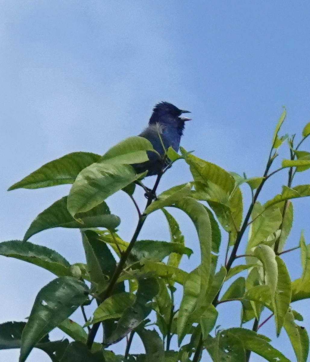 Indigo Bunting - ML621848289