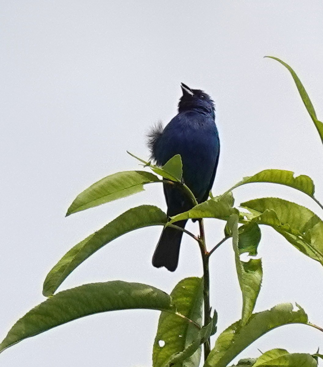 Indigo Bunting - ML621848290