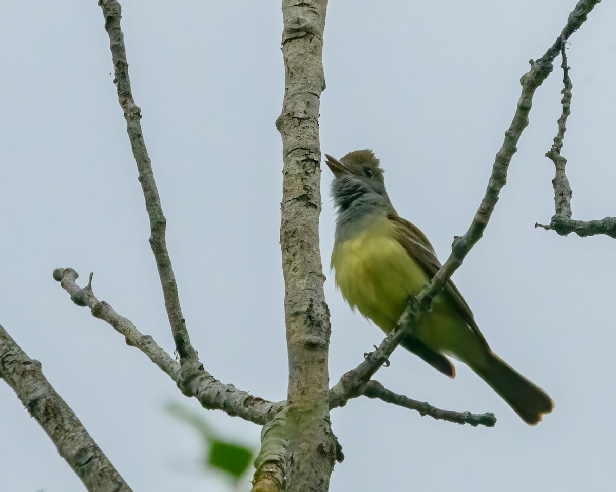 Great Crested Flycatcher - ML621848302