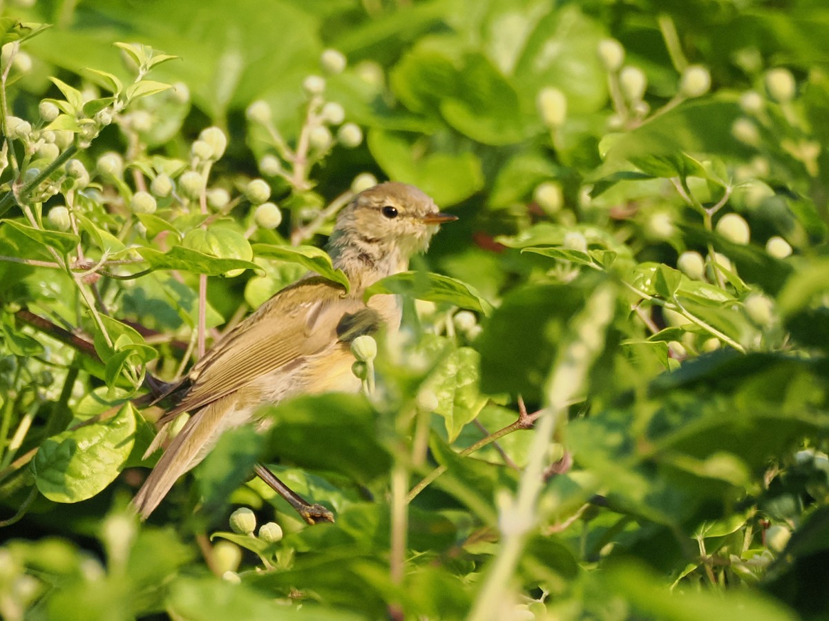 Willow Warbler - ML621848319