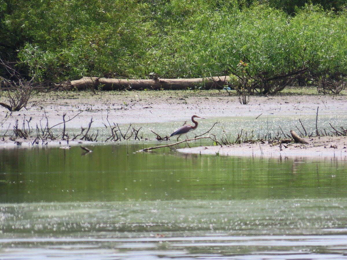 Tricolored Heron - ML621848341