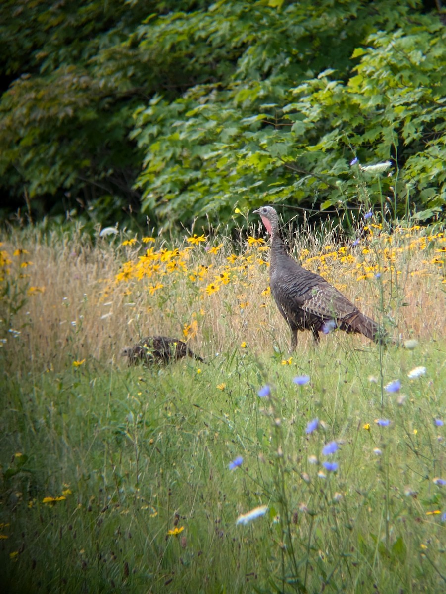 Wild Turkey - ML621848343