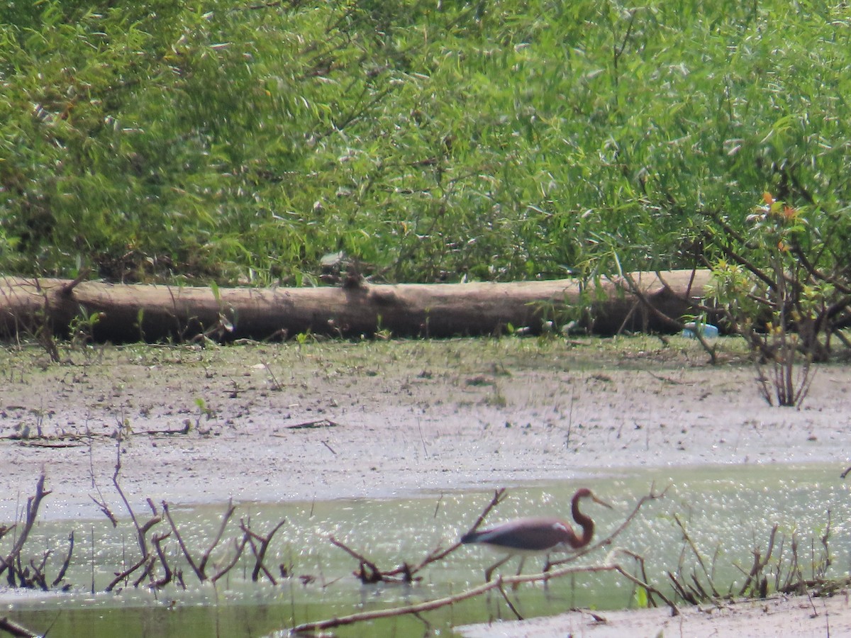 Tricolored Heron - ML621848357