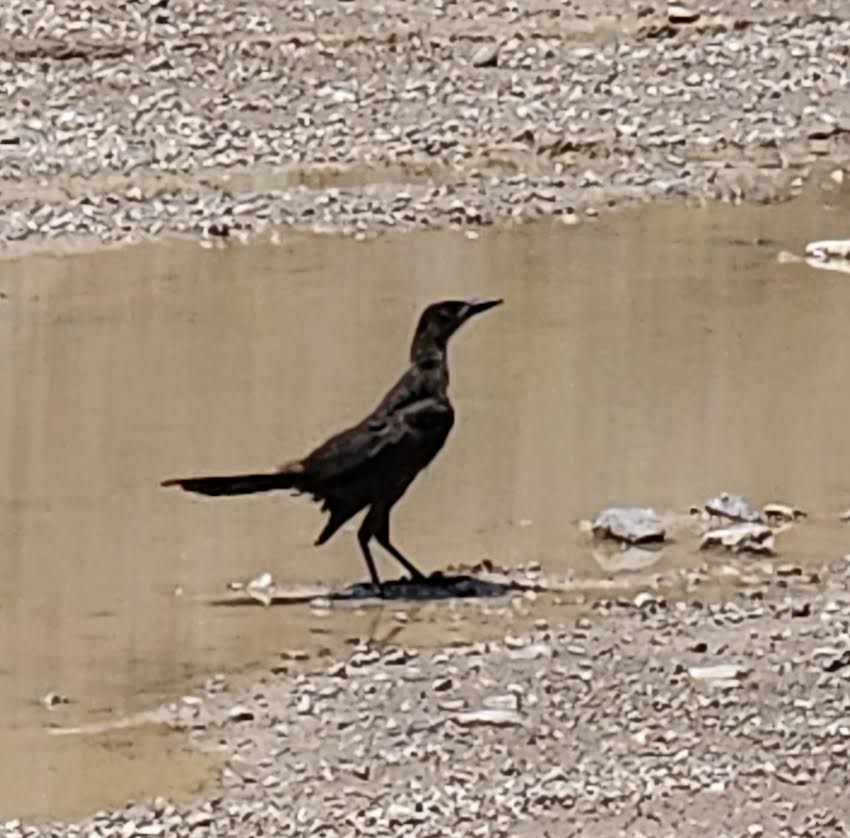 Great-tailed Grackle - ML621848360