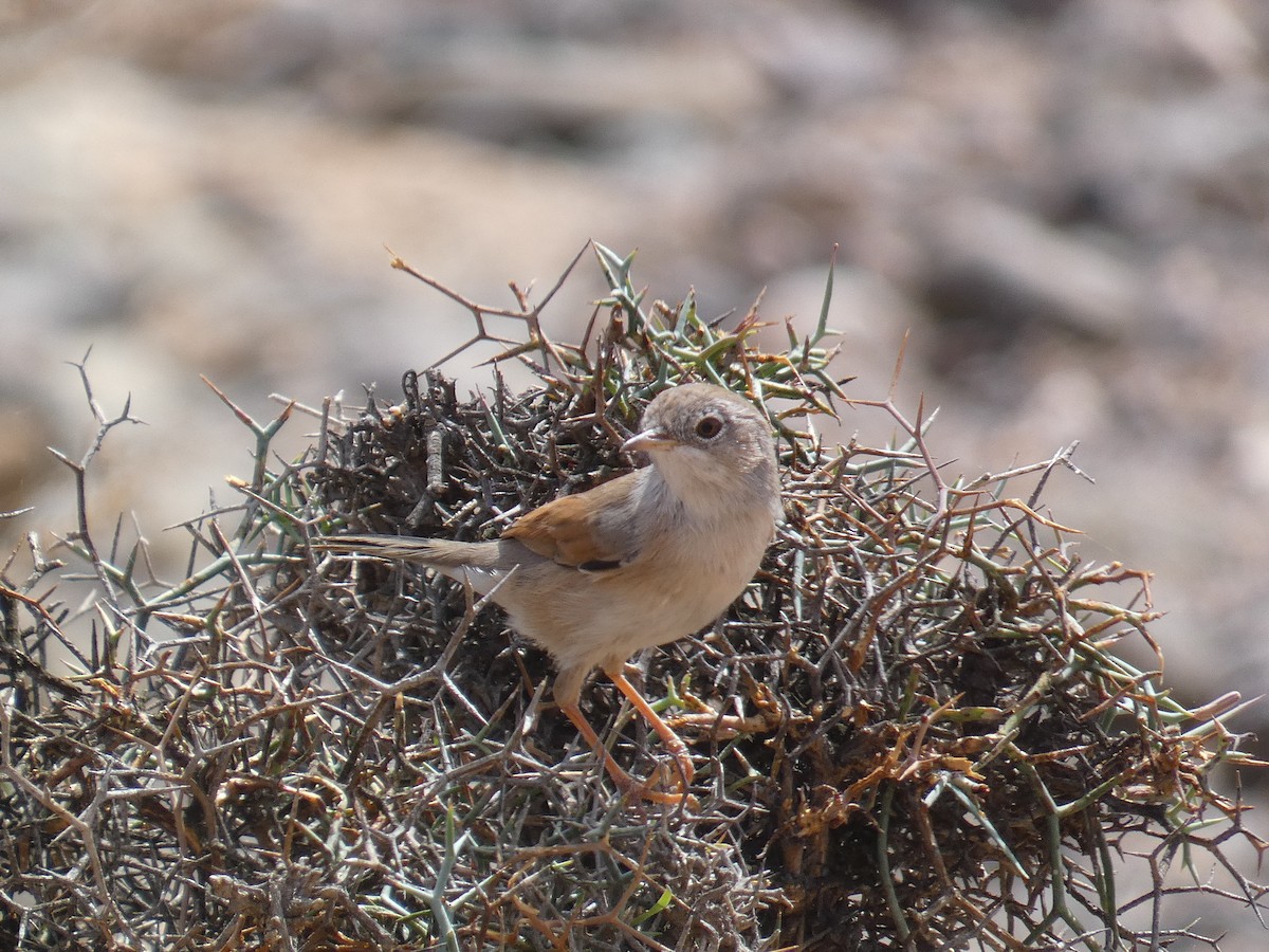 Spectacled Warbler - ML621848361