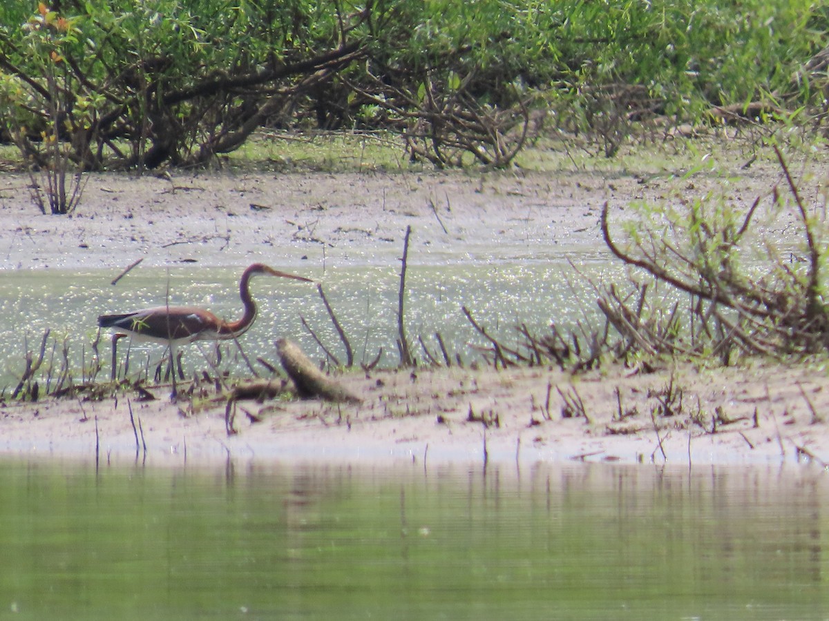 Tricolored Heron - Rod Beaber