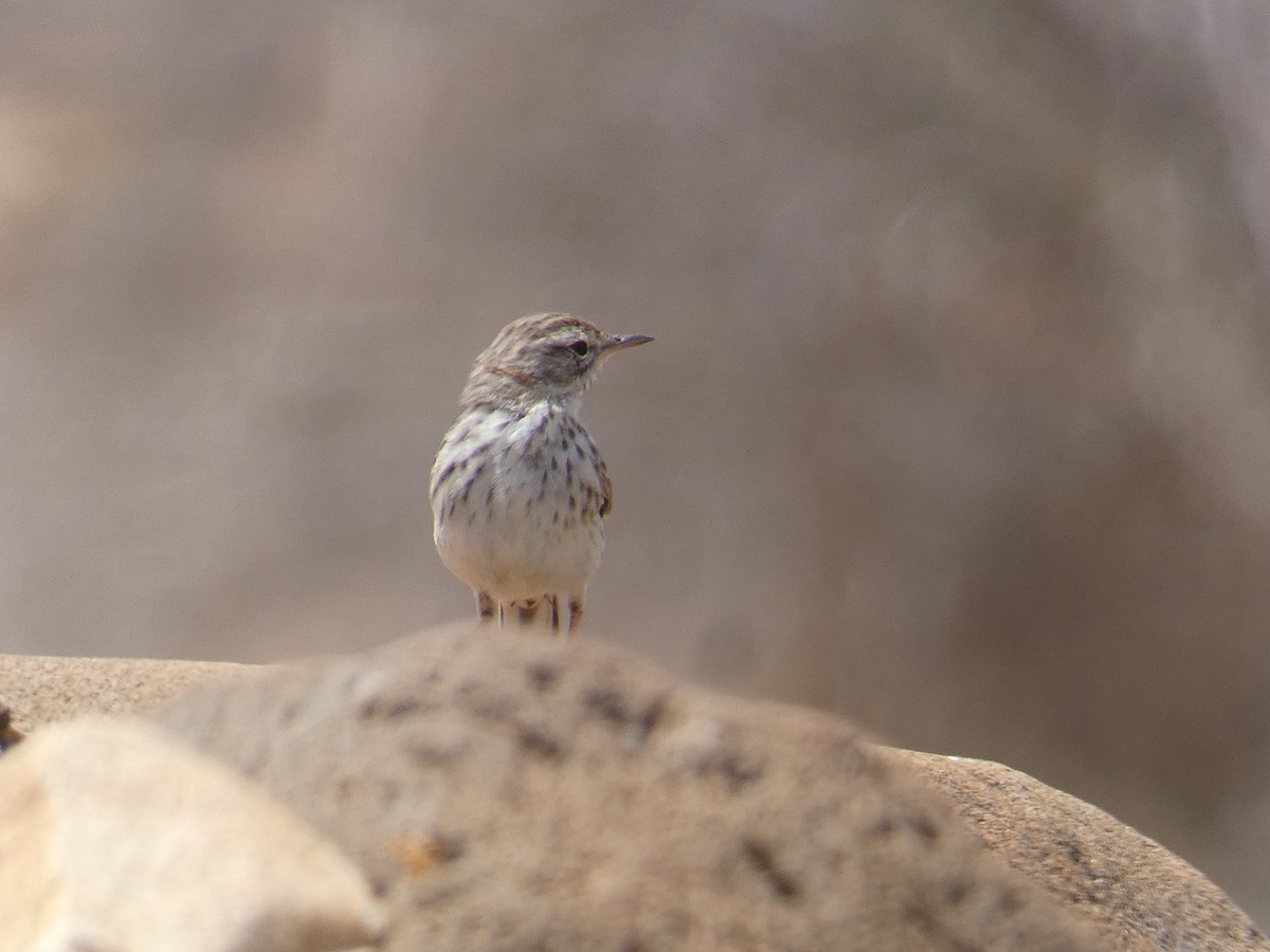 Berthelot's Pipit - ML621848371