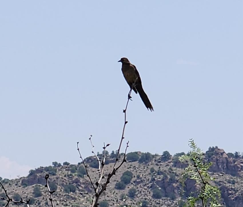 Great-tailed Grackle - ML621848380