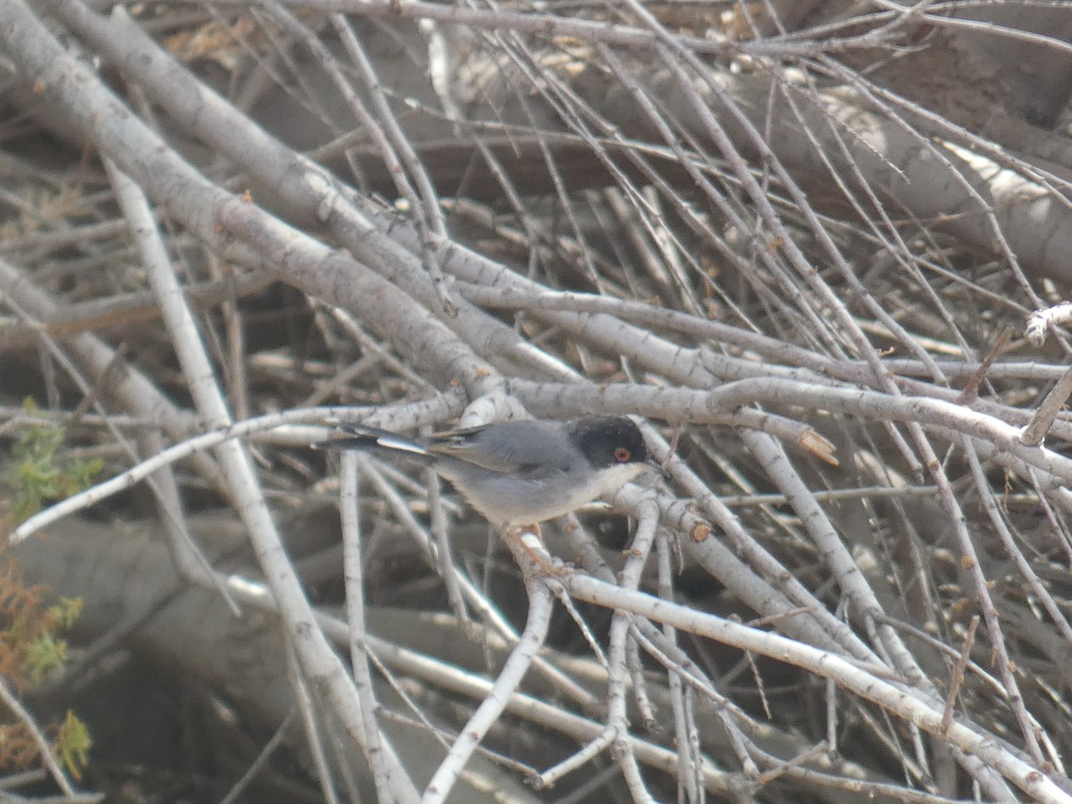 Sardinian Warbler - ML621848386