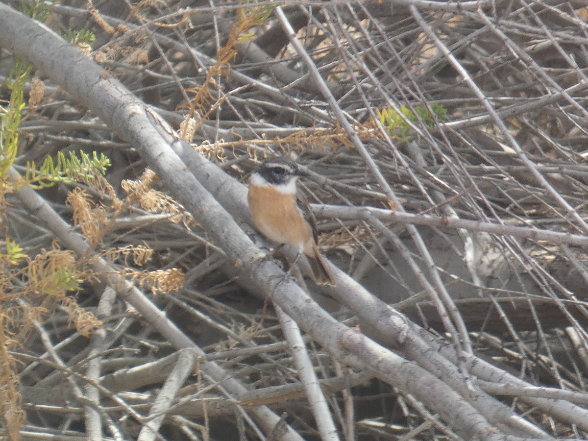 Fuerteventura Stonechat - ML621848390