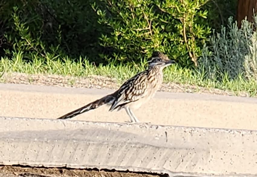 Greater Roadrunner - ML621848408