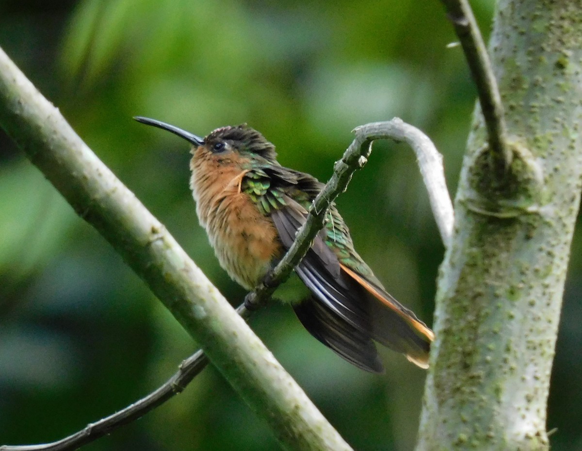 kolibřík pestroocasý - ML621848453