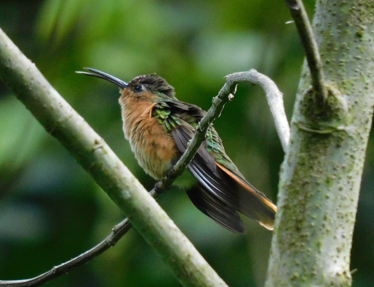 Rufous Sabrewing - ML621848454