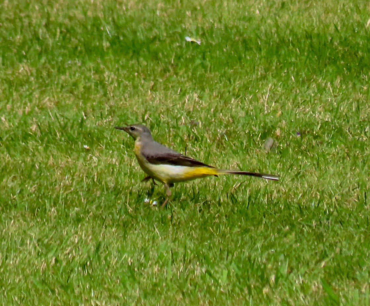 Gray Wagtail - ML621848456