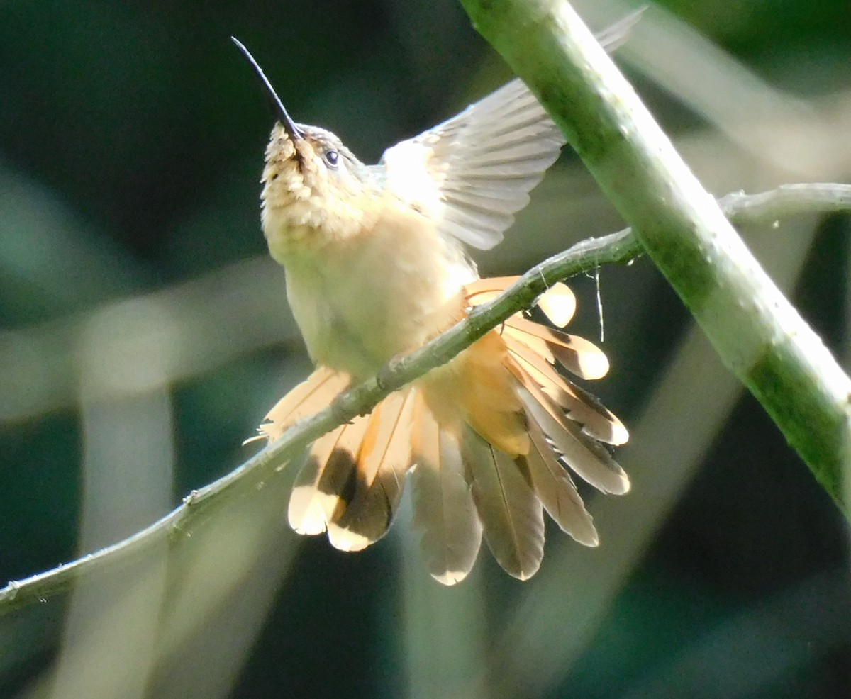 kolibřík pestroocasý - ML621848457