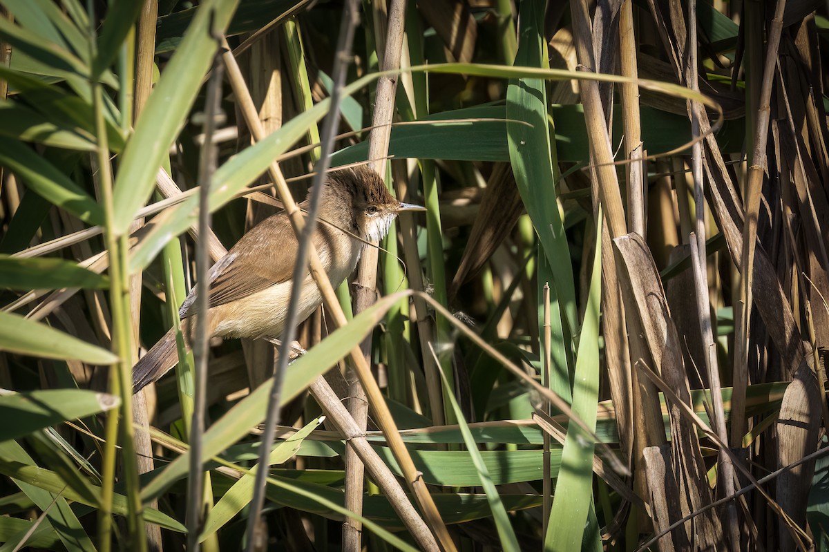 Common Reed Warbler (African) - ML621848458