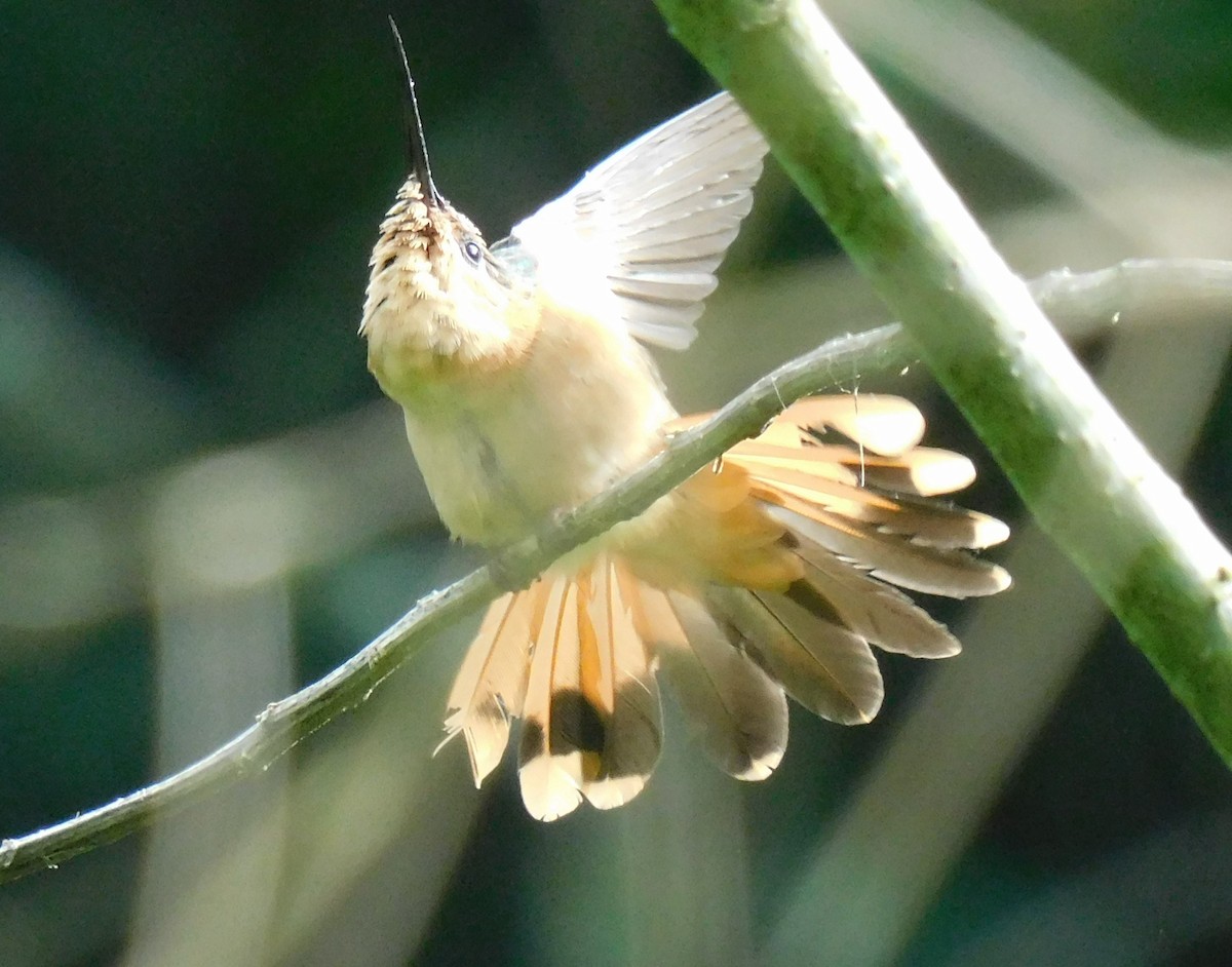 kolibřík pestroocasý - ML621848459