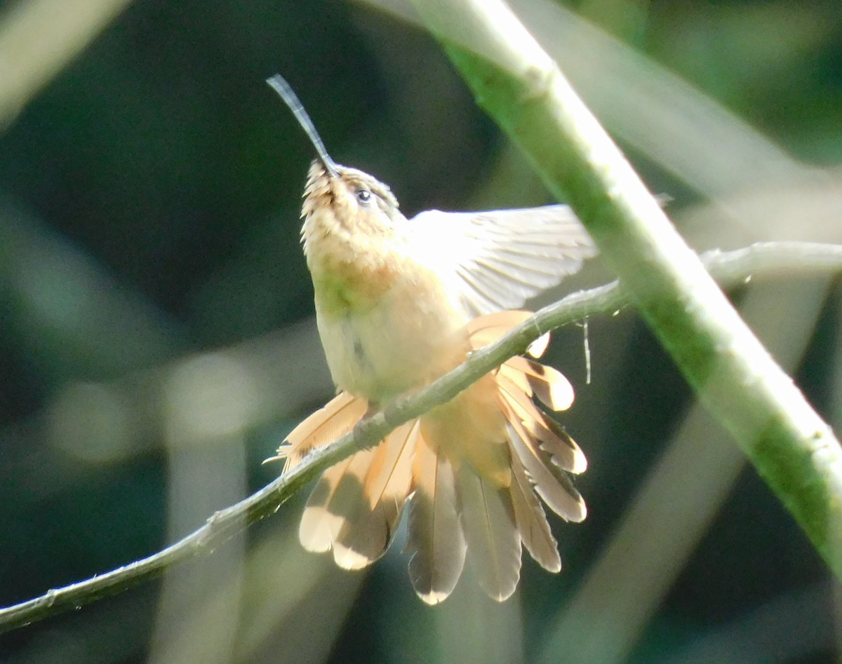 Rufous Sabrewing - Luis Manuel Gómez