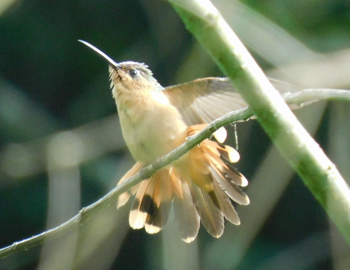 kolibřík pestroocasý - ML621848461