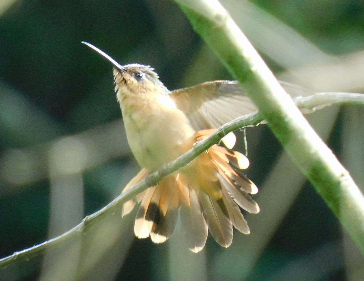 Rufous Sabrewing - ML621848461