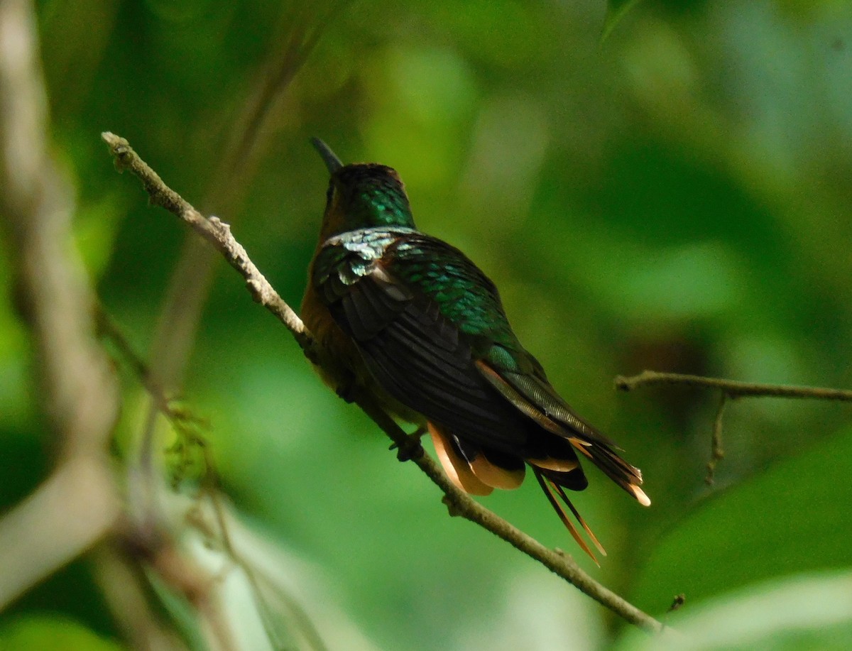 Colibrí Rojizo Mexicano - ML621848463