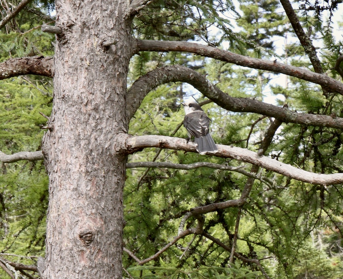 Canada Jay - ML621848473