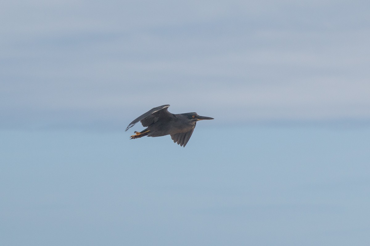 Striated Heron (Galapagos) - ML621848521