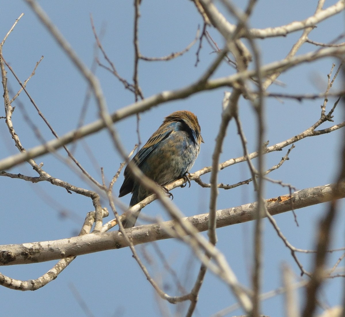 Indigo Bunting - Woody Gillies