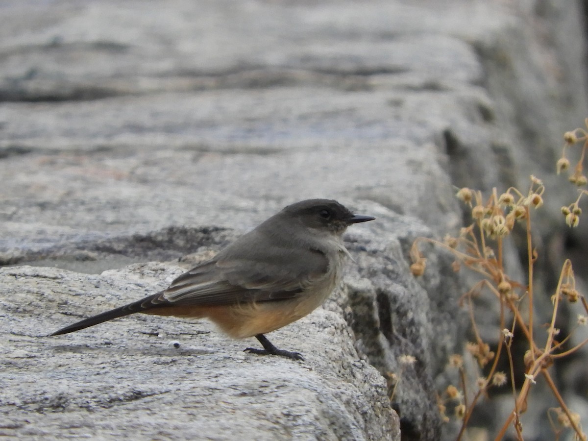 Say's Phoebe - ML621848553