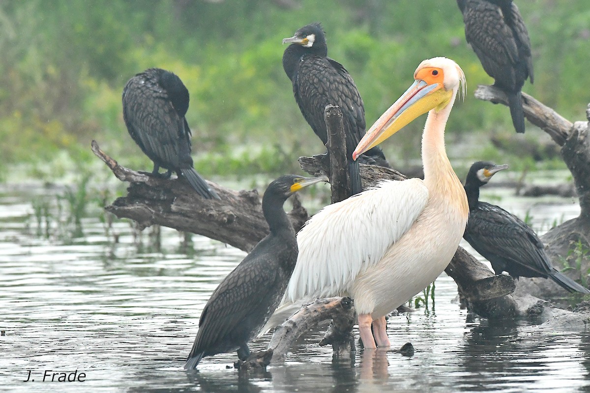 Great White Pelican - José Frade