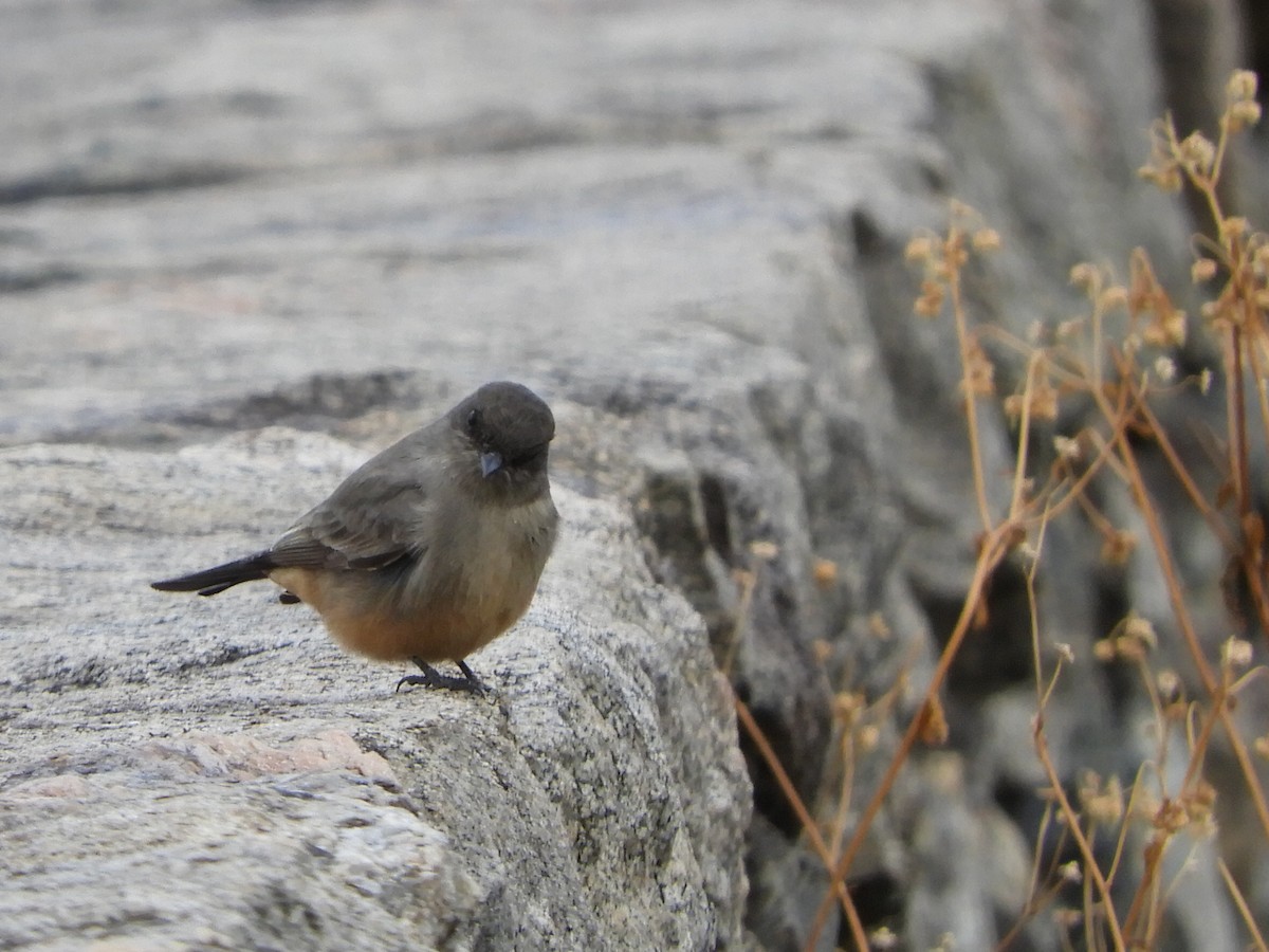 Say's Phoebe - ML621848562