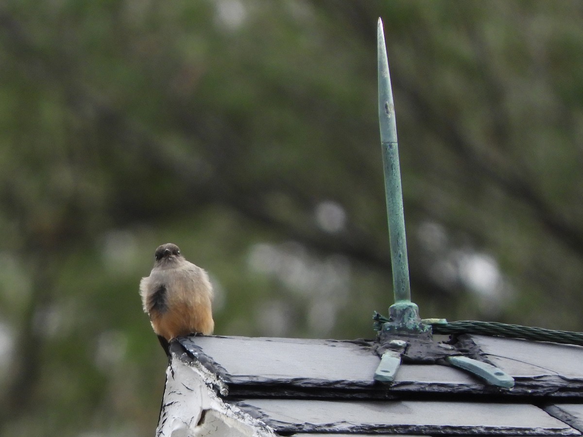 Say's Phoebe - ML621848577