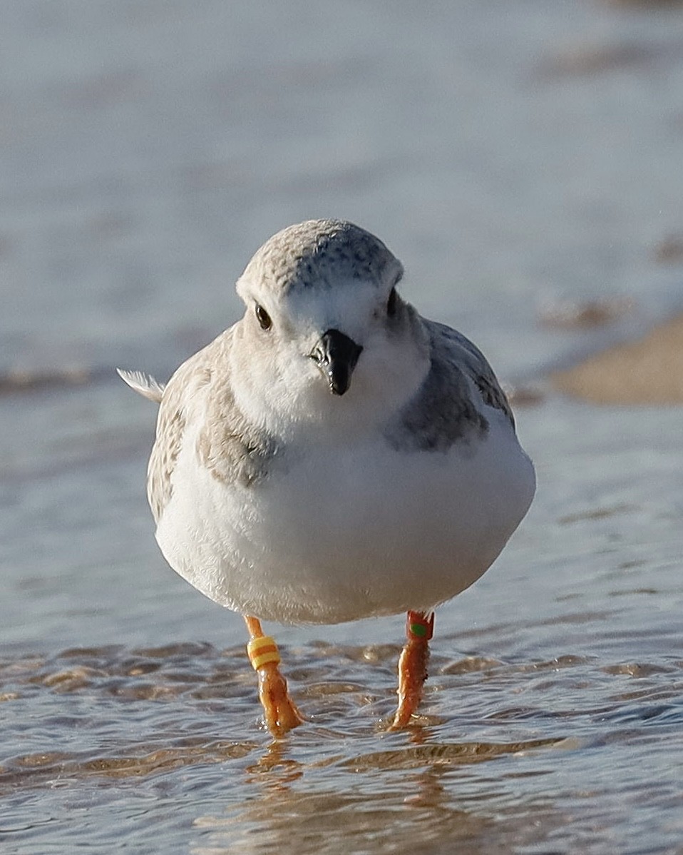 Piping Plover - ML621848587