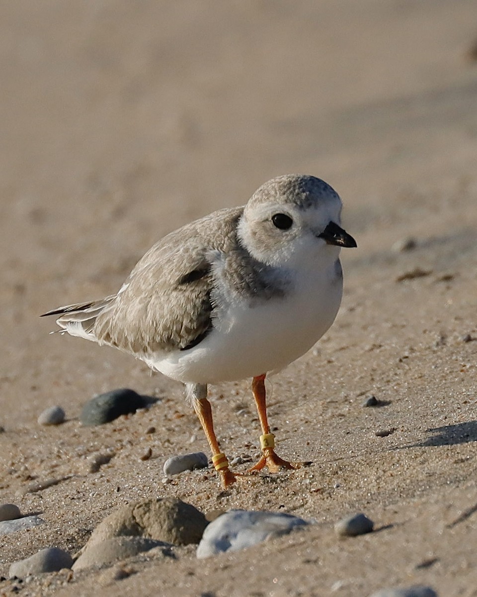 Piping Plover - ML621848588