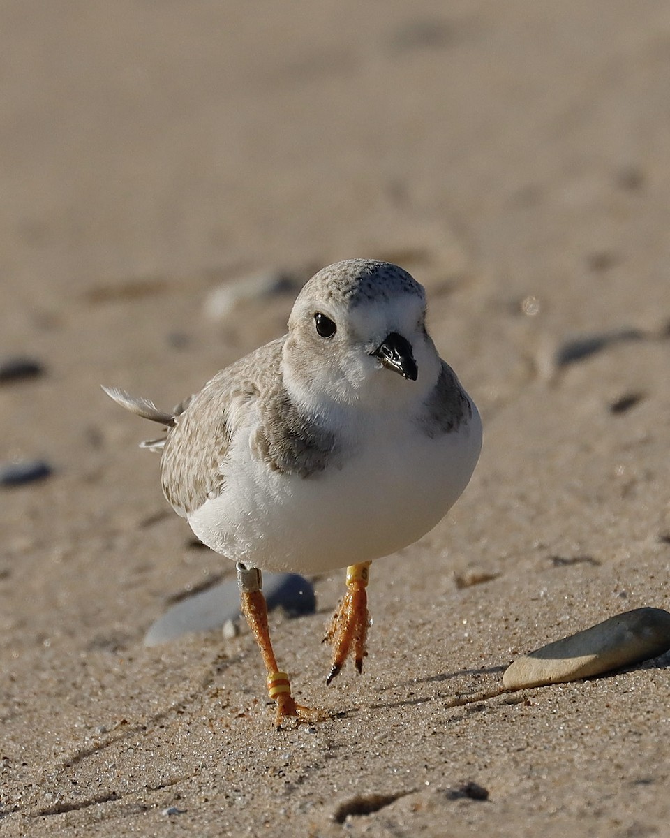 Piping Plover - ML621848589