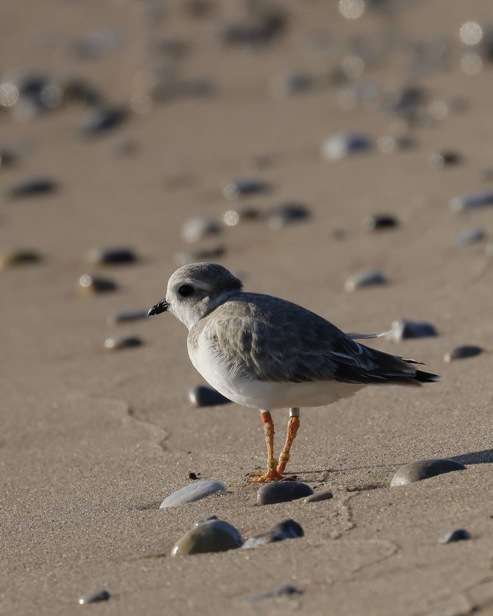 Piping Plover - ML621848590