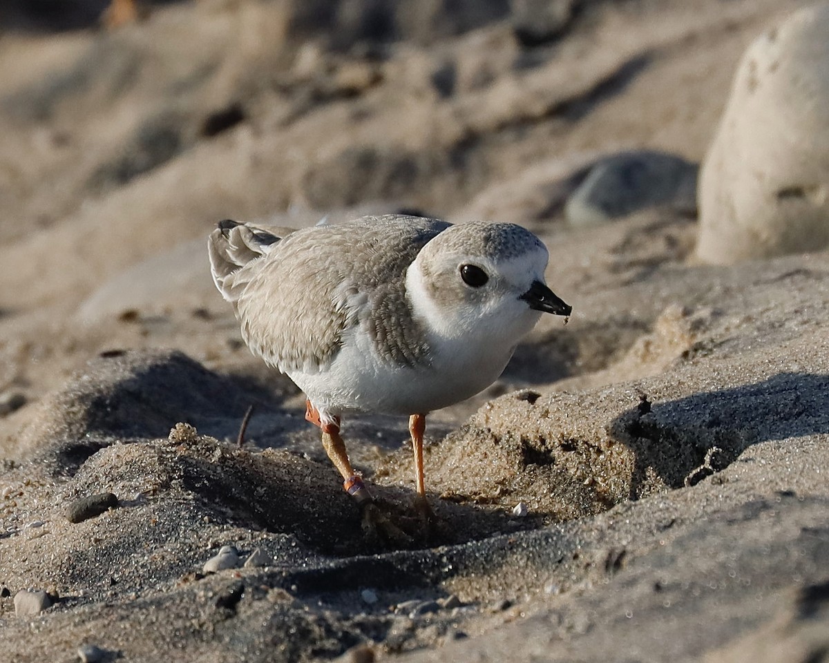 Piping Plover - ML621848591