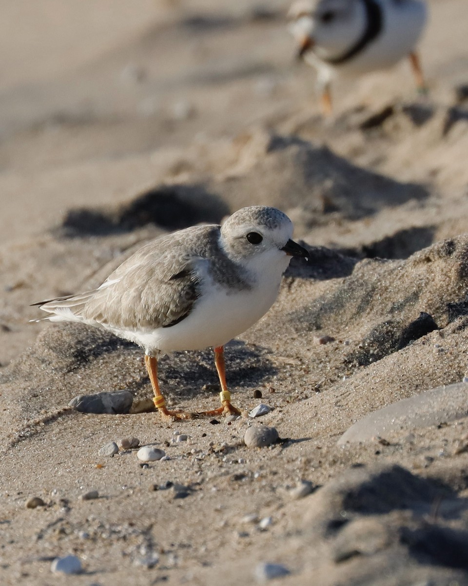 Piping Plover - ML621848592