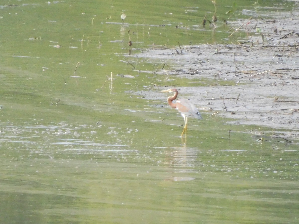 Tricolored Heron - ML621848593