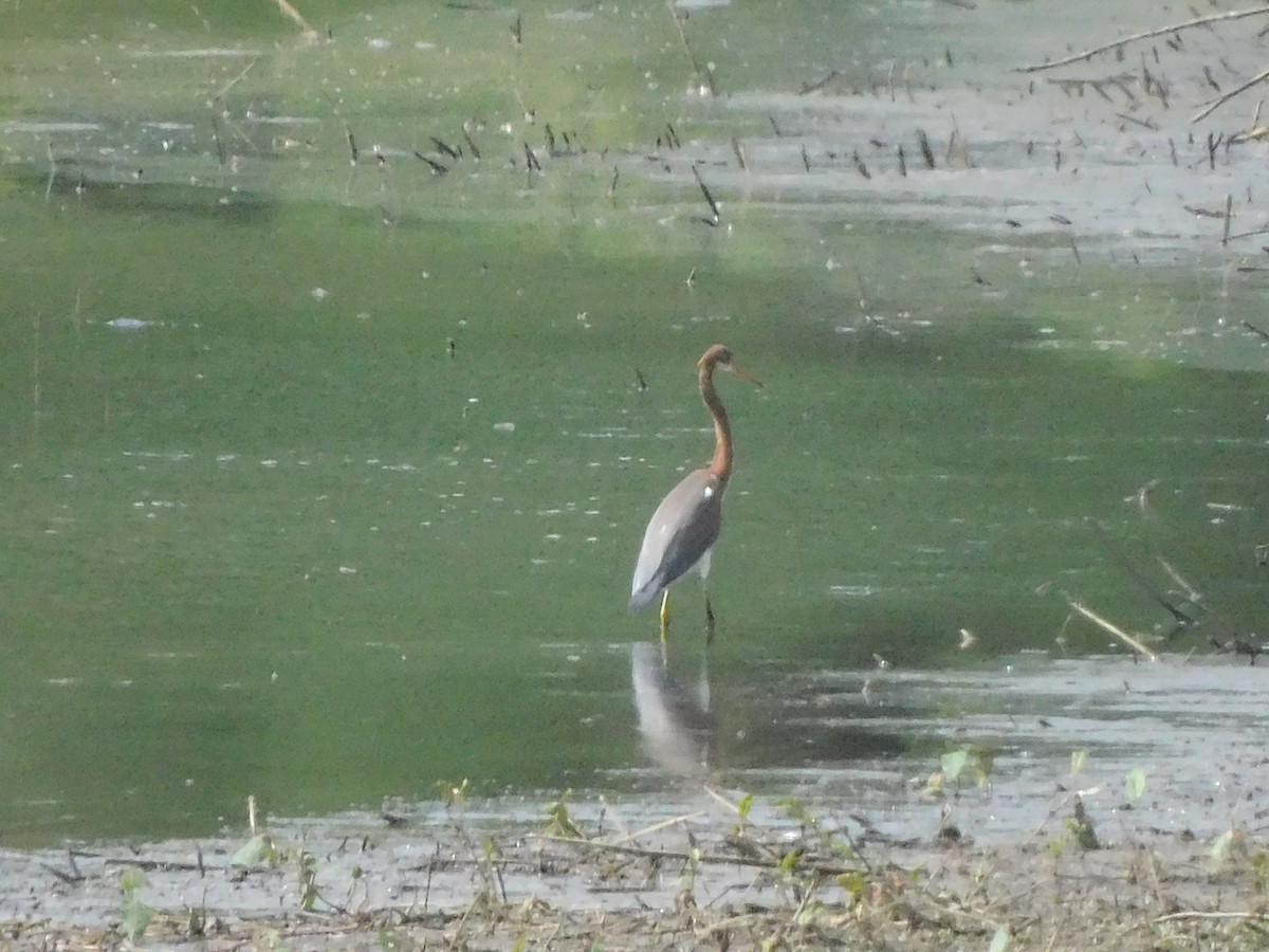 Tricolored Heron - ML621848594