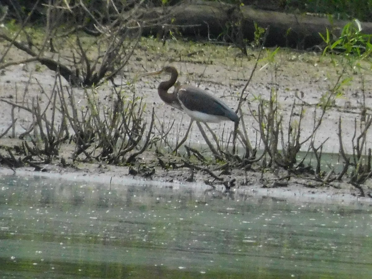 Tricolored Heron - ML621848595