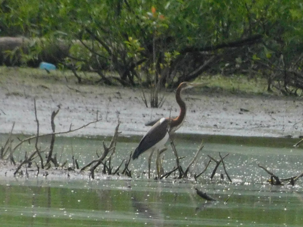 Tricolored Heron - ML621848596